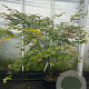 Acer pal. 'Osakazuki' 125-150 cm 20L meerstammig
