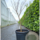 Acer pal. 'Skeeter's Broom' 100-125 cm 45L meerstammig