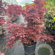 Acer pal. 'Skeeter's Broom' 100-125 cm 45L meerstammig