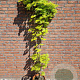 Acer shirasawanum 'Aureum' 125-150 cm 15L