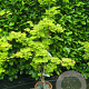 Acer shirasawanum 'Aureum' 125-150 cm 15L