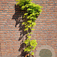 Acer shirasawanum 'Aureum' 125-150 cm 15L