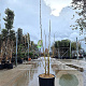 Albizia julibr. Ombrella 125-150 cm 15L