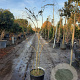 Albizia julibr. Ombrella 125-150 cm 15L