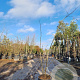 Albizia julibr. Ombrella 150-175 cm 15L