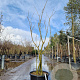 Albizia julibr. Ombrella 175-200 cm 45L
