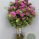 Bougainvillea gl. 'Sanderiana' 100-110 cm 20L stam