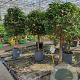 Bougainvillea gl. 'Sanderiana' 100-110 cm 20L stam
