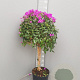 Bougainvillea gl. 'Sanderiana' 100-110 cm 20L stam
