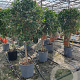 Bougainvillea gl. 'Sanderiana' 100-110 cm 20L stam