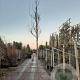 Broussonetia papyrifera 180 cm stam 35L 10-12