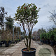 Camellia hiem. 'Kanjiro' 175-200 cm cont. 70L paraplu