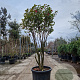 Camellia hiem. 'Kanjiro' 175-200 cm cont. 70L paraplu