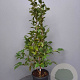 Camellia j. 'Mrs Charles Cobb' 100-125 cm 15L