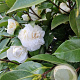 Camellia j. 'Miss Lyla' 125 cm 50L solitair