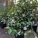 Camellia j. 'Miss Lyla' 125 cm 50L solitair