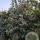 Camellia j. 'Sacco Vera' 175-200 cm container meerstammig