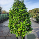 Camellia japonica 100-125 cm 35L extra