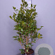 Camellia japonica 125-150 cm 15L