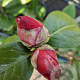 Camellia japonica 125-150 cm 15L