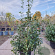 Camellia japonica 150-175 cm container 