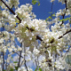 Cercis siliquastrum 'Alba' 125-150 cm 35L