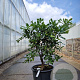 Citrus hystrix 100-110 cm 20L stam