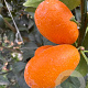 Citrus margarita 100 cm 35L