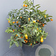 Citrus margarita 100 cm 35L