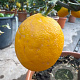 Citrus meyeri 100-110 cm 20L stam