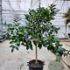 Citrus paradisi 100-110 cm 20L stam