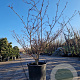 Cornus controversa 'Variegata' 175-200 cm container meerstammig