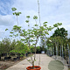 Cornus 'Eddie's White Wonder' 175-200 cm container meerstammig