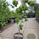 Cornus florida rubra 120-140 cm 30L