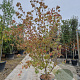 Cornus k. 'China Girl' 175-200 cm container meerstammig