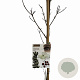 Cornus k. Flower Tower 175-200 cm 15L