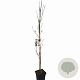 Cornus k. Flower Tower 175-200 cm 15L