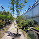 Cornus k. 'Milky Way' 400-450 cm container