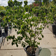 Cornus k. 'Rel Whirlwind' 125-150 cm container piramide