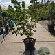 Cornus k. 'Rel Whirlwind' 125-150 cm container piramide