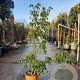 Cornus 'Summer Flair' 150-175 cm 18L