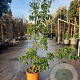 Cornus 'Summer Flair' 150-175 cm 18L