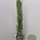 Cupressus semp. 'Pyramidalis' 125-150 cm 10L