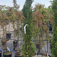Cupressus semp. 'Pyramidalis' 150-175 cm container 