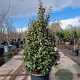 Elaeagnus ebbingei 125-150 cm 50L