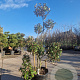 Elaeagnus ebbingei 140-160 cm 35L pompon