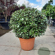 Elaeagnus ebb. 'Compacta' 100-120 cm container meerstammig