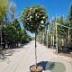 Elaeagnus ebb. 'Compacta' 100 cm stam container 60-80 bol