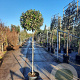 Elaeagnus ebb. 'Compacta' 140 cm stam container 60-80 bol