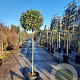 Elaeagnus ebb. 'Compacta' 140 cm stam container 60-80 bol